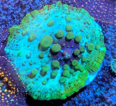  Green  Mushroom Marine Coral Frag LPS Soft Corals Frags Reef Aquarium Live • £25.99