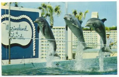  Marineland FL Porpoises Jumping Vintage Postcard Florida • $0.99