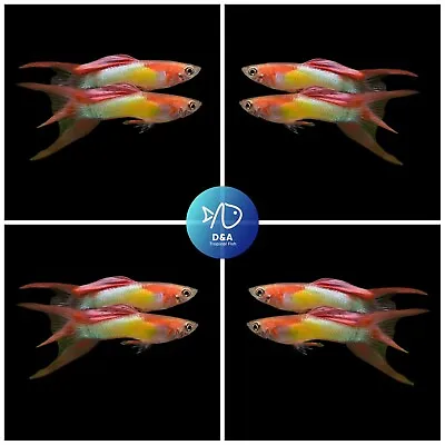 $35 • Buy 1 Trio- Japan Blue Red Double Swordtail- Live Guppy Fish High Quality-USA Seller