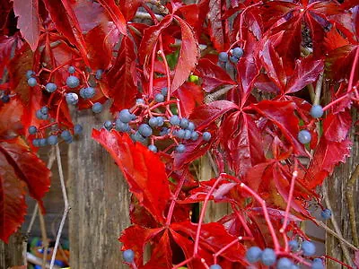 Virginia Creeper Parthenocissus Quinquefolia Vine Seeds (Fall Color Hardy) • $2.30