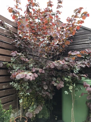 £200 • Buy Hazelnut Tree