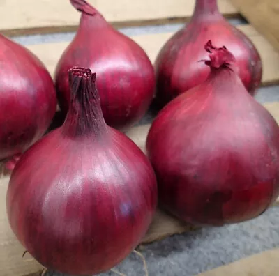 Red Onion Plug Plants -  Grow Your Own  Vegetables **LETTERBOX FRIENDLY** • £44.99