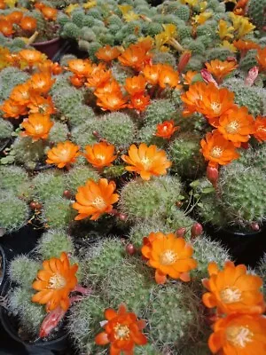 REBUTIA PULVINOSA CROWN CACTUS ORANGE  Mature With Offsets Flowering Cactus  • $8