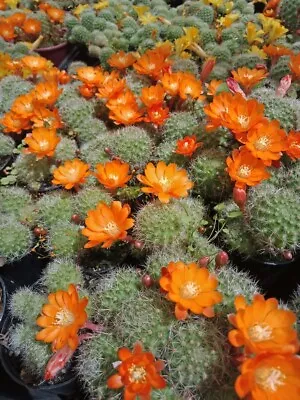 REBUTIA PULVINOSA ORANGE ***SPECIAL*** 5 Clusters For $25  Flowering Cactus  • $25
