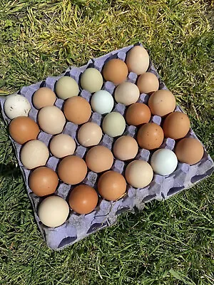 £11.99 • Buy 13 X Fertile🐣Hatching Chicken Eggs Mixed Breeds Maran Cream Legbar Olive Egger✅