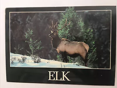 Elk Vintage Postcard • $3.99