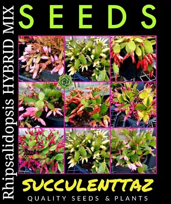 Rhipsalidopsis HYBRID MIX 12 X Seeds Schlumbergera Epiphyllum Not ZYGO Cactus  • $9.90