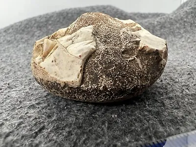 Unusual Rock / Fossil (f85) • $7.58