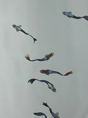 $35 • Buy 5 Male Live Aquarium Guppy Fish High Quality - Electric Blue Tuxedo VIP