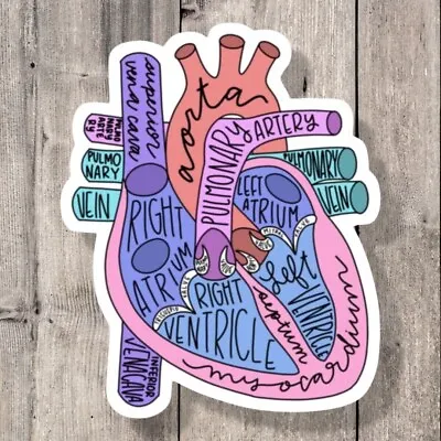 Anatomical Heart Anatomy  Medical Nurse Healthcare Water Bottle Vinyl Sticker • $3.50