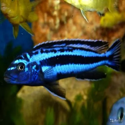 Cichlid Malawi Electric Blue Fry And Big Live Fish BIG SALE  • £10