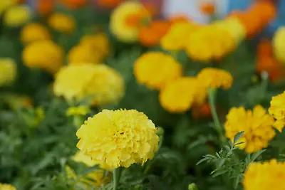 Petite French Marigold Seed Mix 249+ Seeds • $1.98