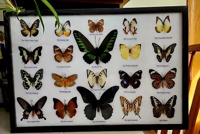 20 Real  Mounted Butterflies   In Frame Taxidermy Insects Size 18.75 ×12.75  • $99.99