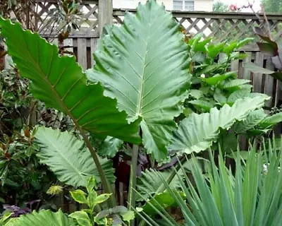 Alocasia - 'Portora' - Elephant Ear   Indoor/Outdoor Tropical Plant - Cold Hardy • $9.99