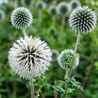 £5.20 • Buy 6 Echinops Star Frost  Globe Thistle Hardy Herbaceous Perennial   Plug Plants