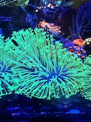 4” Capsize Japanese Neon Weeping Willow Long Polyp Toadstool Soft Coral WYSWYG • $399.99