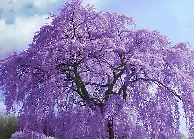 Jacaranda Tree - Jacaranda Mimosifolia - Viable Seeds - UK Stock - FREE P&P • £1.79