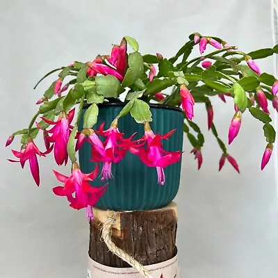 2X Christmas Cactus / Zygo Cactus / Schlumbergera Cuttings Pink Colour • $10