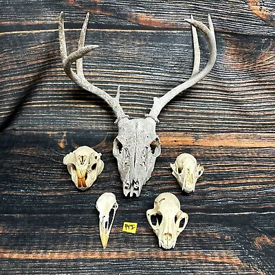 5 Lot Skulls Animal Deer Beaver Turkey Odd Mount Craft Unique Art Head Style • $125