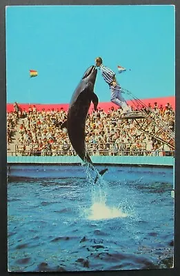 Marineland Of The Pacific California Bubbles Whale Vintage Postcard Unposted  • $1.95