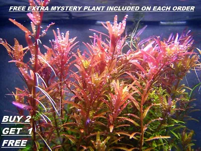 BUY 2 GET 1 FREE Rotala Rotundifolia RED Live Aquarium Plant Aquatic Plant • $8.50