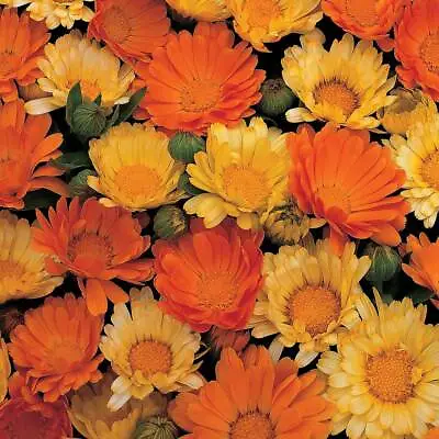 Thompson & Morgan Calendula Citrus Cocktail Garden Seed Hardy Annual 100 Seeds • £2.99