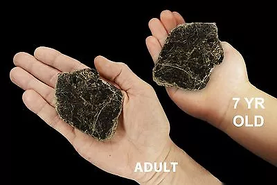 BIOTITE BOOK MICA 2 1/2  2-4 Oz Thick Rock Mineral Specimen Rough Reiki Crystals • $5.99