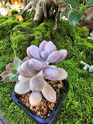 Graptopetalum Amethystinum - Lavender Pebbles Succulent  • $20