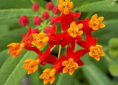 Bloodflower/sunset Flower/mexican Milkweed  50 Fresh Seeds Free Shipping  • $1.49