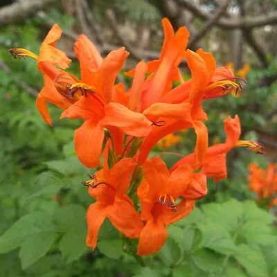 £3.99 • Buy Tecoma Capensis Cape Honeysuckle Scrambling Evergreen Shrub Seeds
