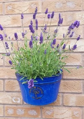 200 English Lavender Seeds & 10% EXTRA FREE. INCLUDING FREE POSTAGE • £1.85