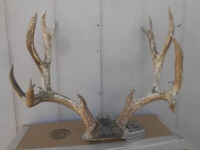 Sweet 7x6 Colorado MULE DEER RACK Antlers Whitetail Mount Sheds Taxidermy Elk • $195