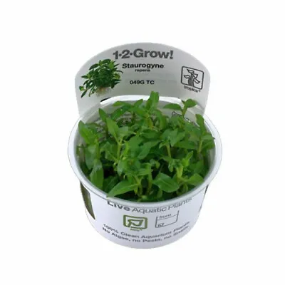 Staurogyne Repens Tropica 1-2-Grow In Vitro Aquarium Fish Tank Plant Shrimp Safe • £10.14