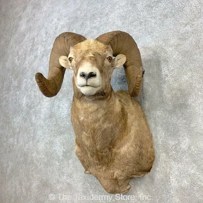 $7795 • Buy #21645 P+ | Montana Bighorn Sheep Taxidermy Shoulder Mount For Sale