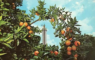 Postcard FL Clermont Florida Citrus Tower Posted 1971 Chrome Vintage PC H8279 • $3