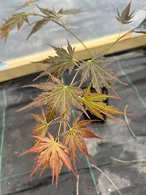 Acer Palmatum Mirte • £16