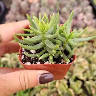 Crassula Tetragona 'Miniature Pine Tree' Succulent Plant • $4.29