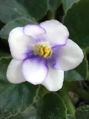 African Violet Plant-  Rob's Loose Noodle  (miniature) • $10.50