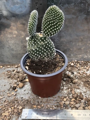 £5.99 • Buy Opuntia Microdasys F. Albata Angel Wings Cactus Exact Multiheaded Plant 9cm Pot