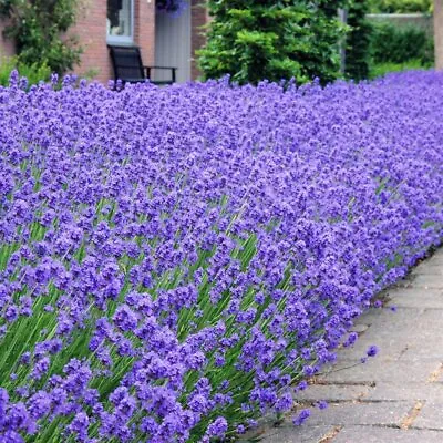 Lavender 'Hidcote' - Lavandula Angustifolia - 50 Seeds - English Lavender • £1.39