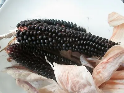 £5.55 • Buy Popcorn,dakota Black - Organically Grown 100 Seeds - Uk Grown
