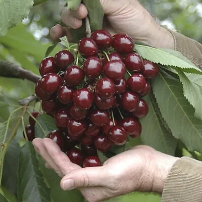 You Garden - Sweet Cherry Patio Fruit Tree 'Lapins' In A 4.5L Pot • £26.99