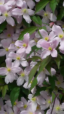 Clematis Montana Elizabeth Scented Climber Flowering Climbing | 9cm Pot • £9.54