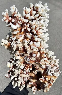 12” White Coral Cluster Ocean Aquarium Decor Nautical Natural Dried Fossil Huge • $375