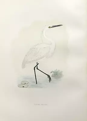 F. O. MORRIS - 3rd EDITION - C. 1891 - LITTLE EGRET- 229 - HANDCOLORED • $20