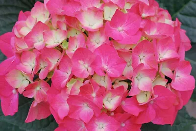 £9.75 • Buy 2x Hydrangea Macrophylla 'Pia' Flower XXL Jumbo Plug Plants - 24HR DISPATCH