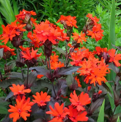 ARKWRIGHT’S CAMPION VESUVIUS Hummingbird Plant Red Tubular Flowers 100 Seeds! • $4.98