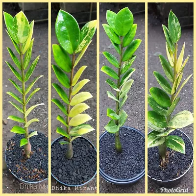 Wholesale 4x Plant Zamia Culcas Variegated Phytosanitary Certificate DHL EXPRESS • $182