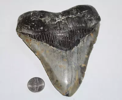 MEGALODON Shark Tooth Fossil No Repair Natural 5.65  HUGE BEAUTIFUL TOOTH • $84