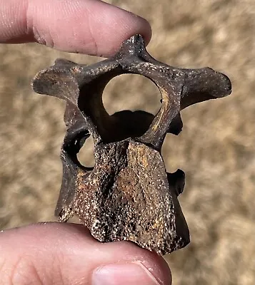 Florida Fossil Mammal Vertebrae Pleistocene Mammoth Age Horse Bison Camel Llama • $14.99